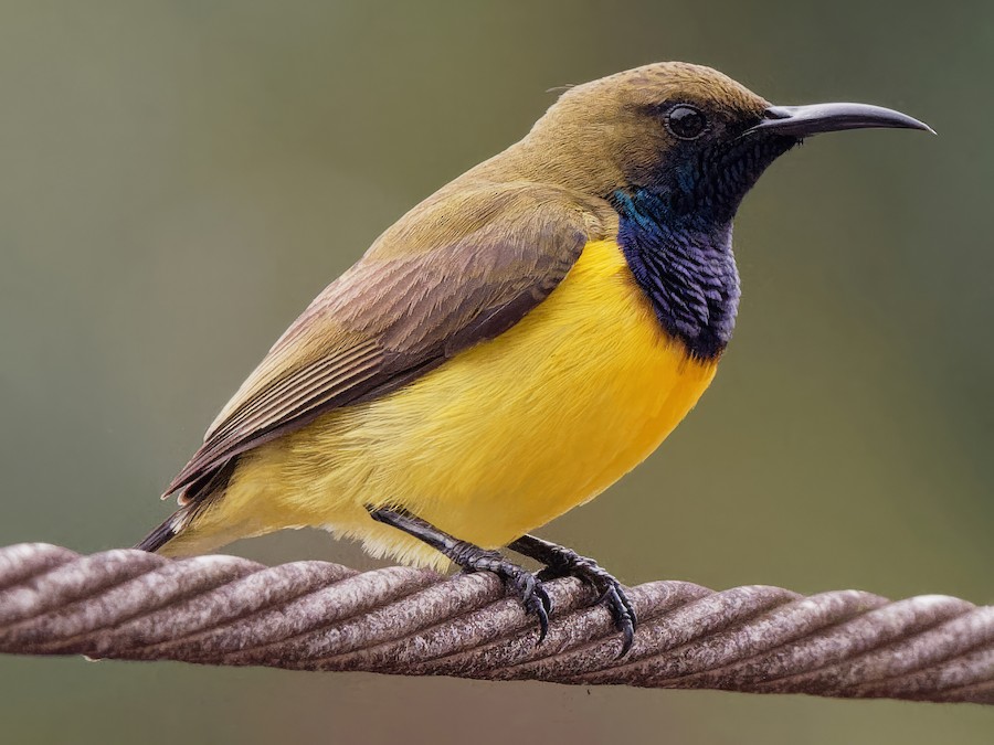 นกกินปลีอกเหลือง (Cinnyris jugularis)