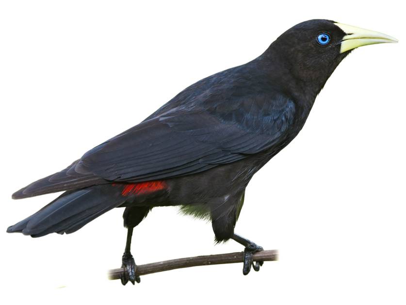 Cacique-de-rabo-vermelho (Cacicus haemorrhous)