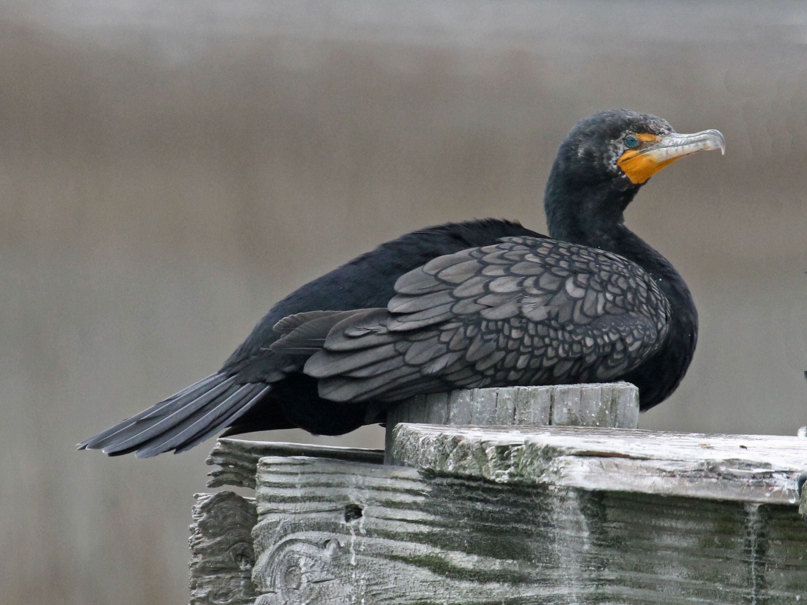 Cormorano dal Doppia Cresta (Nannopterum auritum)