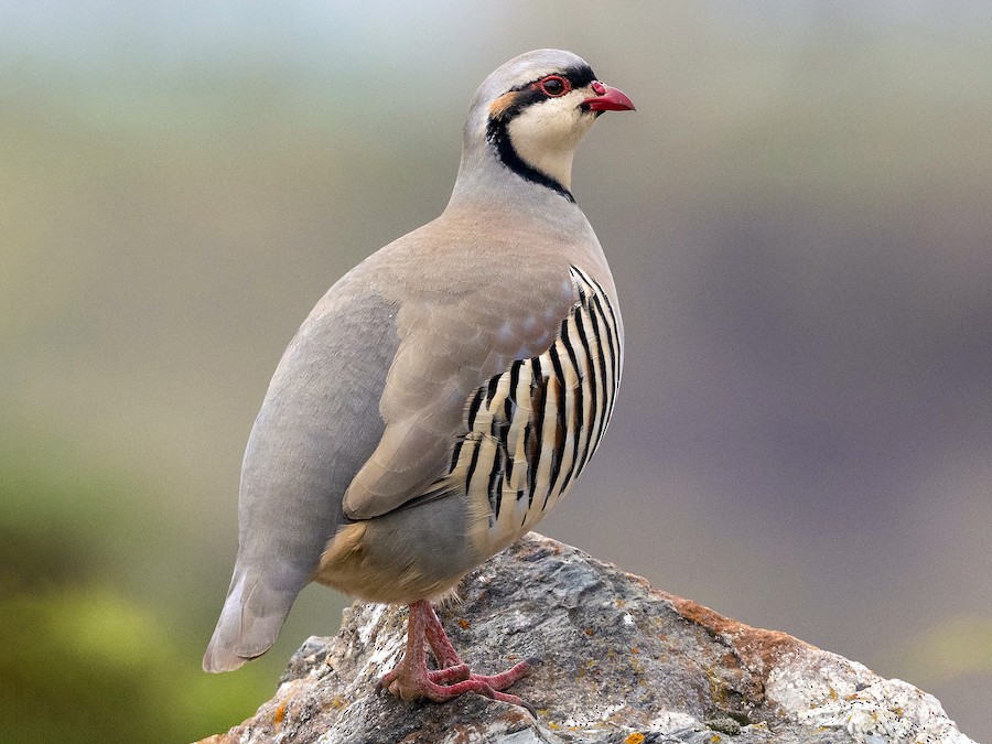 Chukar Partridge (Alectoris chukar)