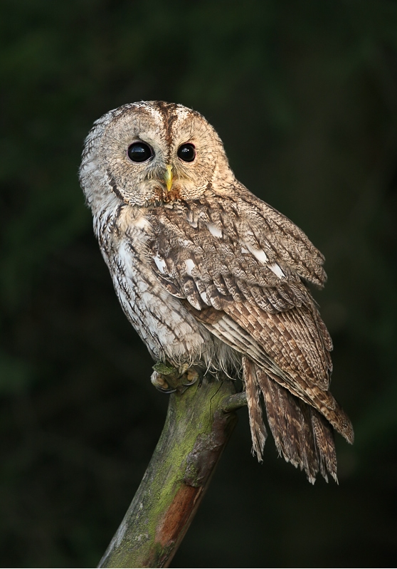 Tawny Owl (Strix aluco)