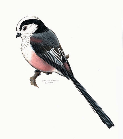 Őszapó (Aegithalos caudatus)