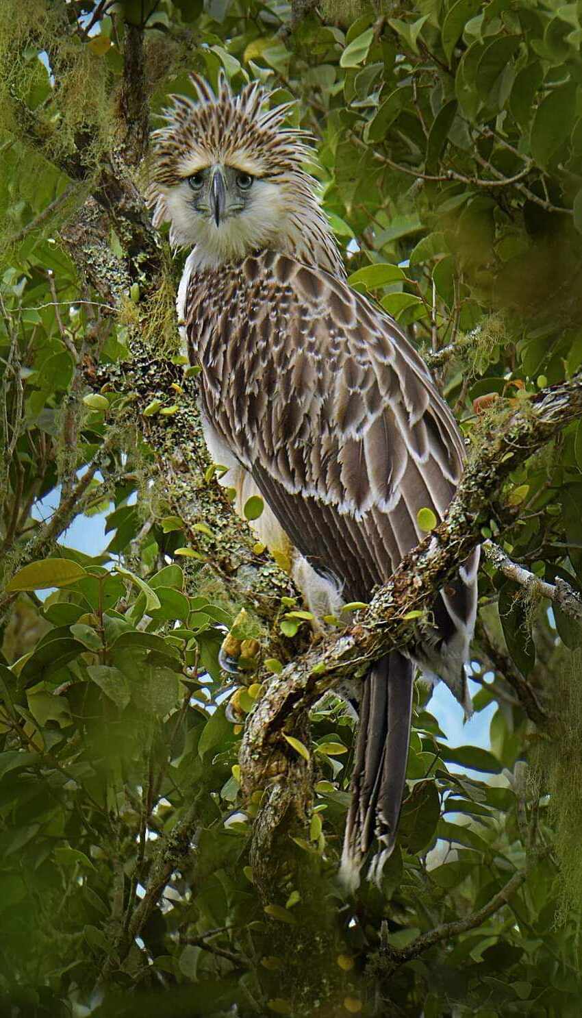 Philippine Eagle (Pithecophaga jefferyi)