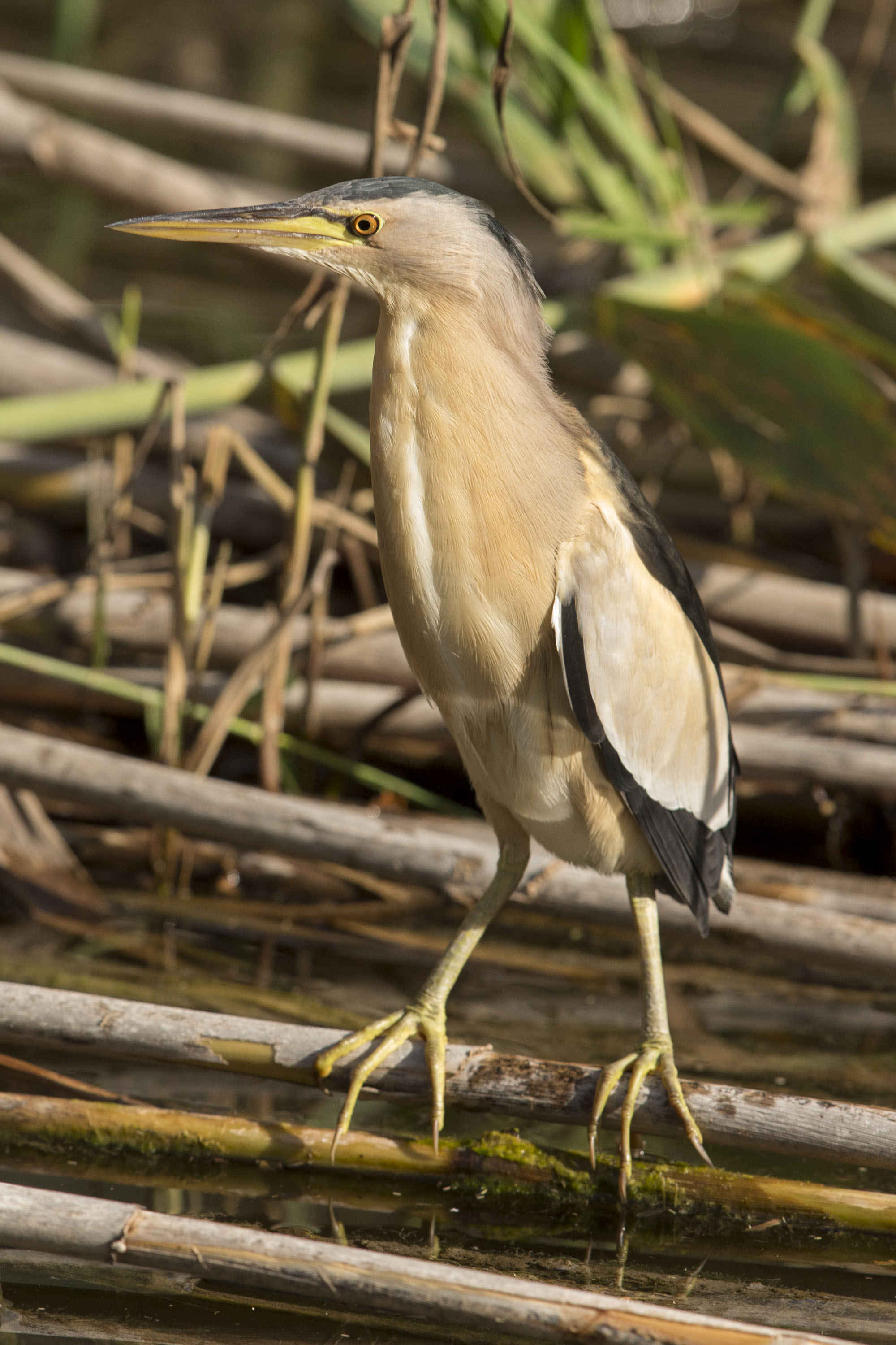 Bukač malý (Ixobrychus minutus)
