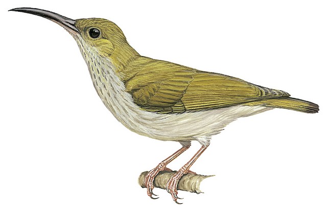 Burung Madu Jantung-abu-abu (Arachnothera modesta)