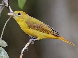 Zomertanager (Piranga rubra)