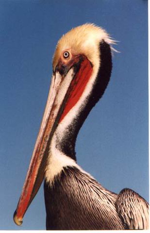 Brown Pelican (Pelecanus occidentalis)