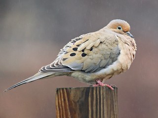 Mourning Dove (Zenaida macroura)