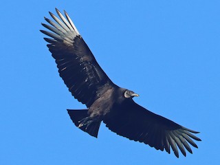 Avvoltoio Nero (Coragyps atratus)
