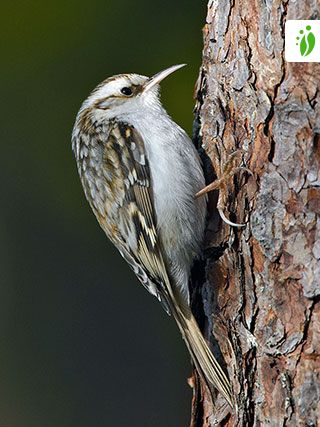 Eurasian Treecreeper (Certhia familiaris)