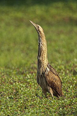 Roerdomp (Botaurus stellaris)