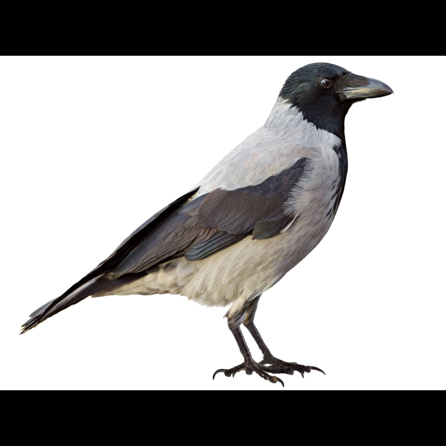 Hooded Crow (Corvus cornix)