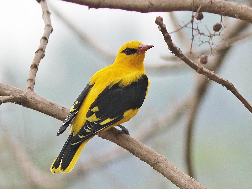 인도꾀꼬리 (Oriolus kundoo)