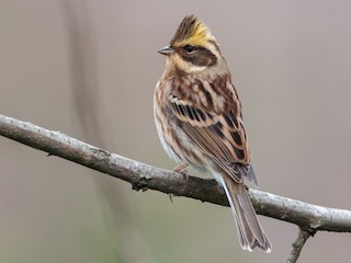 Зеленоголовая овсянка (Emberiza elegans)