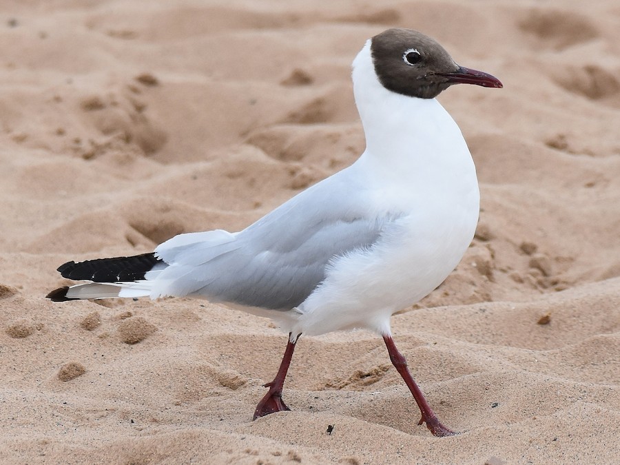 Racek chechtavý (Chroicocephalus ridibundus)