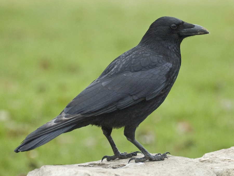 Vrána obecná (Corvus corone)