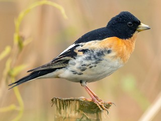 Pěnkava jikavec (Fringilla montifringilla)