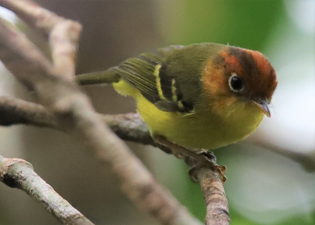 Cica-daun Perut-kuning (Phylloscopus montis)