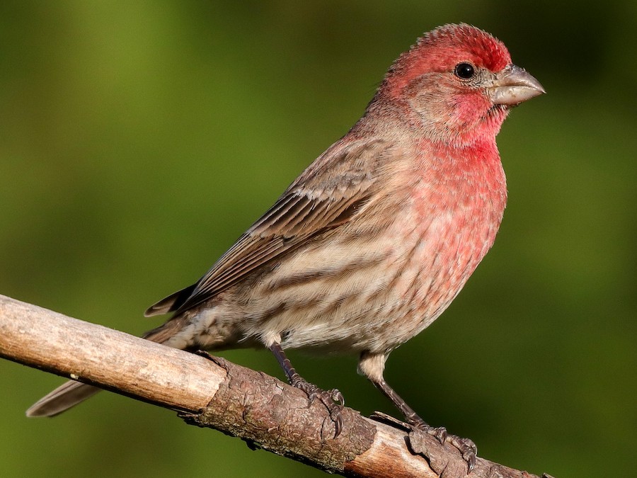 Gorrión Común (Haemorhous mexicanus)
