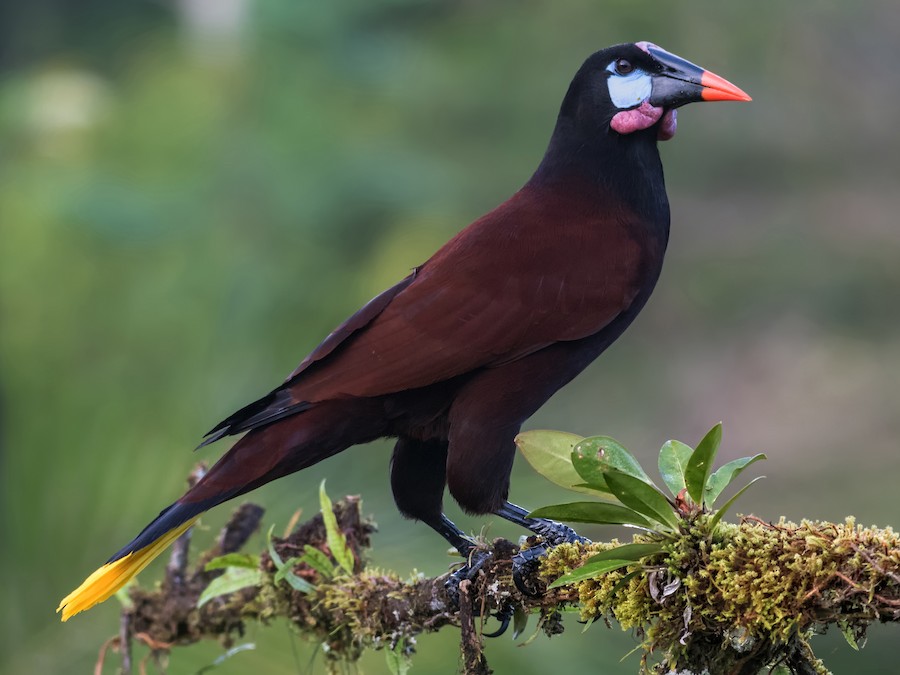 Oropéndola de Moctezuma (Psarocolius montezuma)