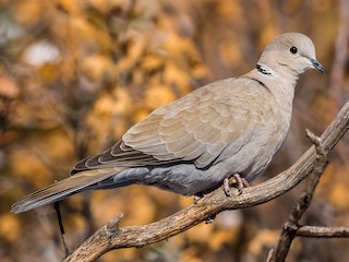 Eurasian Collared Dove (Streptopelia decaocto)