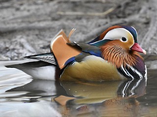 Kachnička mandarínská (Aix galericulata)
