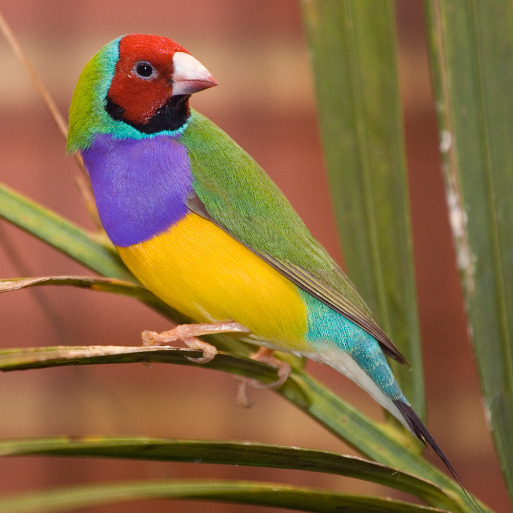 Diamante-de-Gould (Erythrura gouldiae)