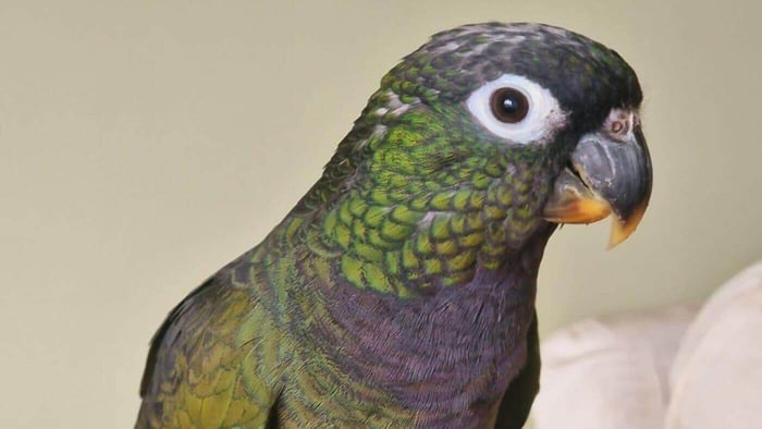 Papagaio-de-cabeça-escamosa (Pionus maximiliani)