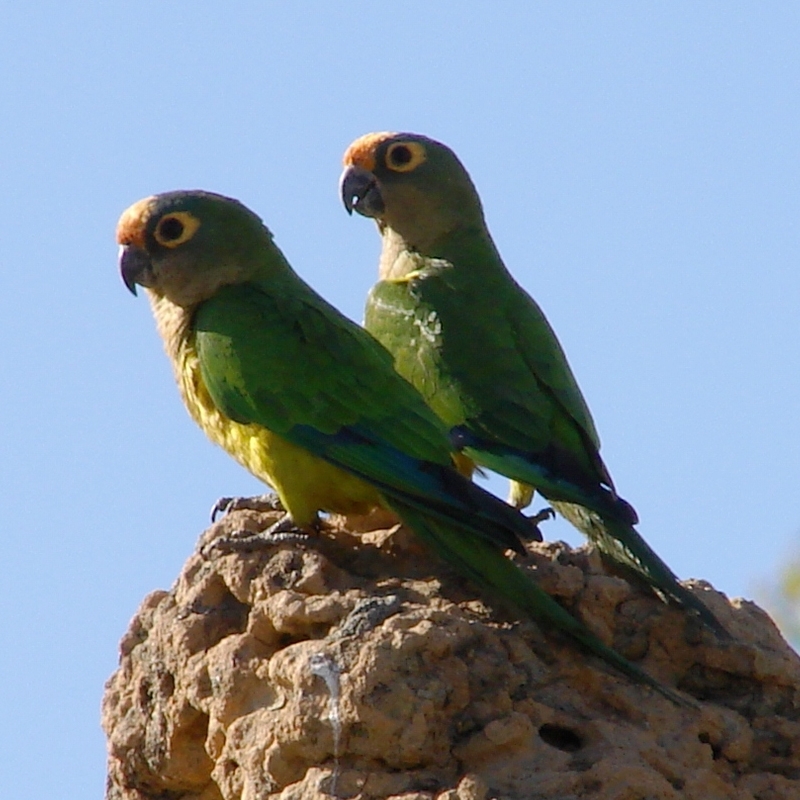 Periquito-de-cabeça-amarela (Eupsittula aurea)