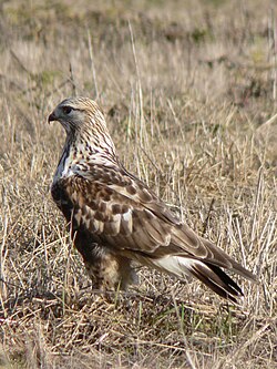 Мохноногий канюк (Buteo lagopus)