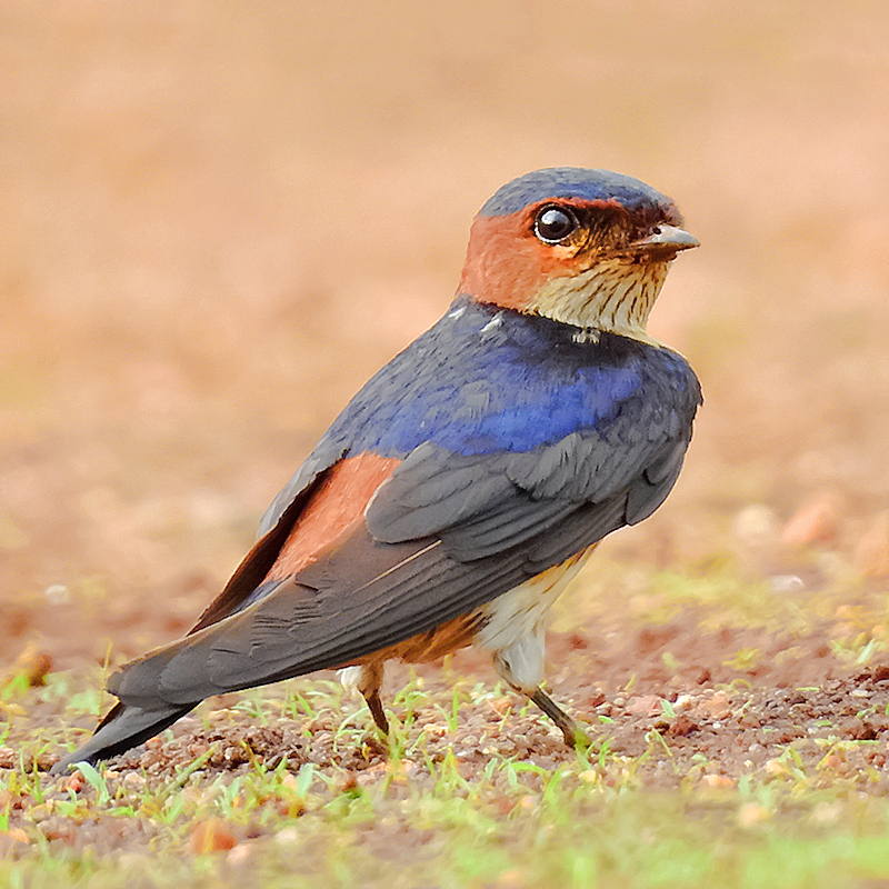 Hirondelle rousseline (Cecropis daurica)