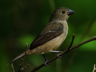 Semillero Aliamarillo (Sporophila americana)