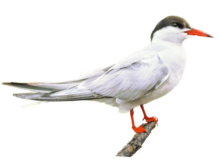 제비갈매기 (Sterna hirundo)