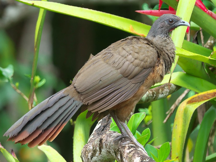 Chachalaca de Vientre Rufa (Ortalis ruficauda)