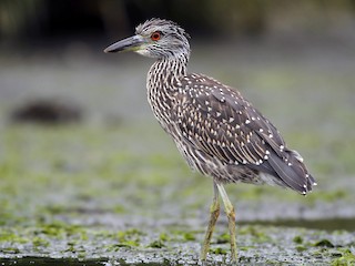 Garça-cancã (Nyctanassa violacea)