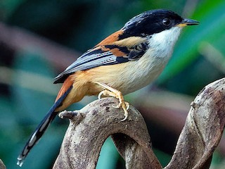 Rudawy sibia (Leioptila annectens)