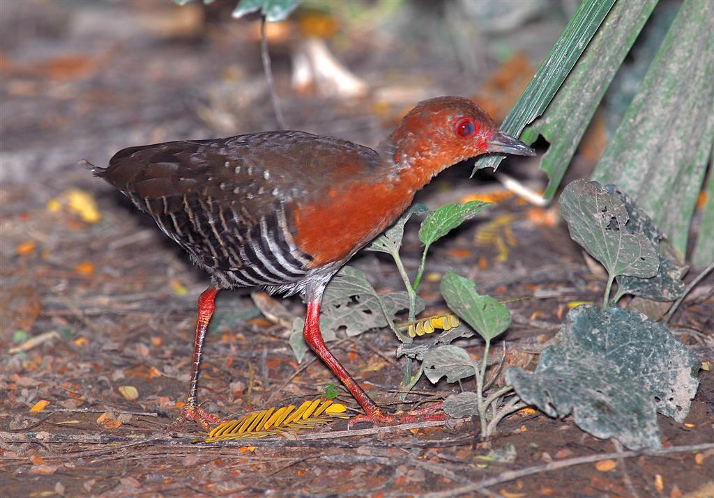 Mandar Kaki Merah (Rallina fasciata)
