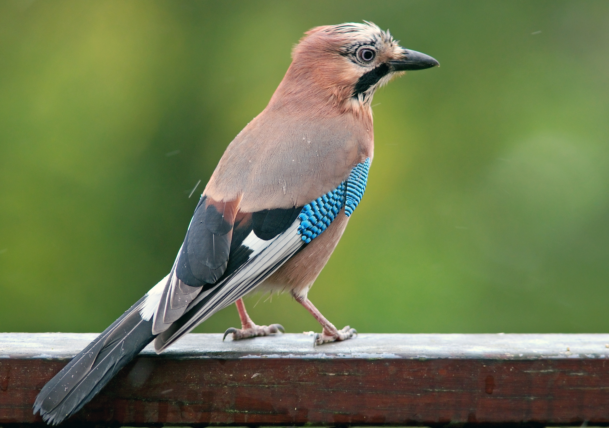 Eichelhäher (Garrulus glandarius)