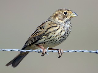 Corn Bunting (Emberiza calandra)
