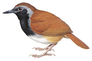 Formigueiro-de-costas-listradas (Myrmeciza longipes)
