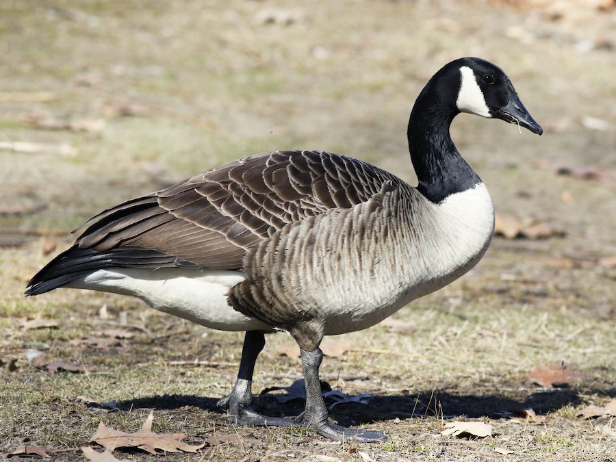 Kanadagans (Branta canadensis)