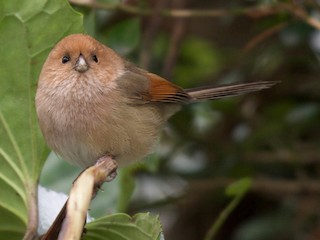 붉은머리오목눈이 (Sinosuthora webbiana)