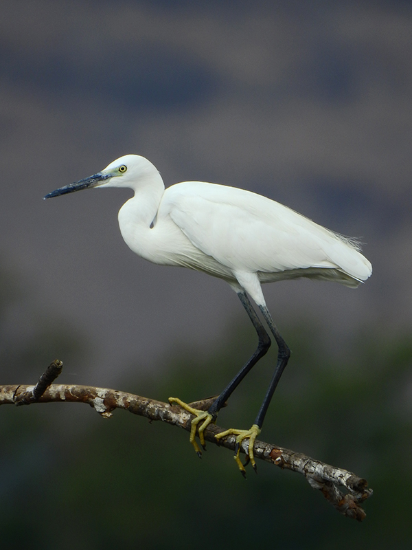 쇠백로 (Egretta garzetta)