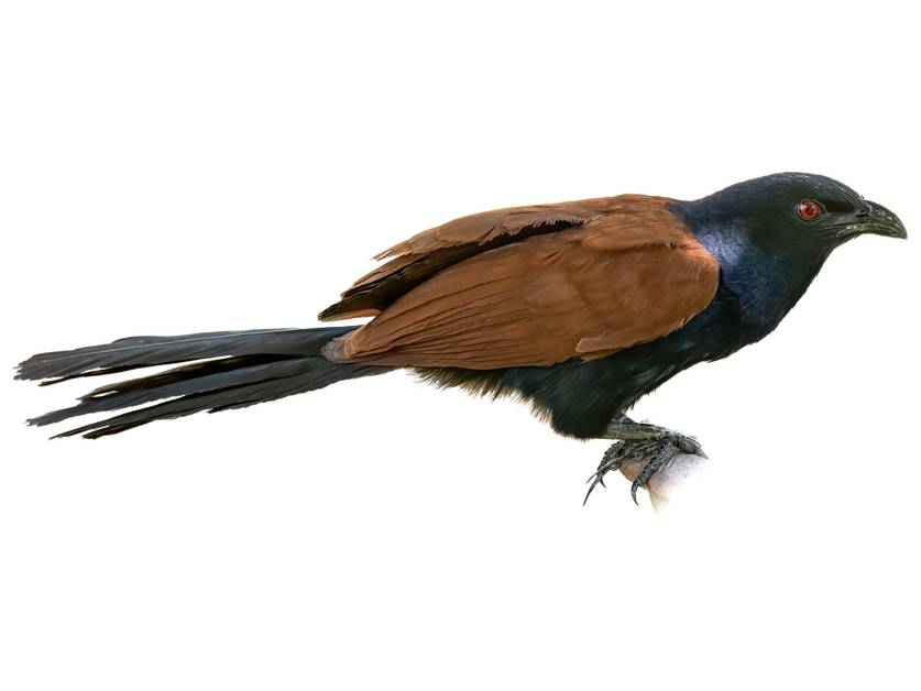 Большая кукушка-коукал (Centropus sinensis)