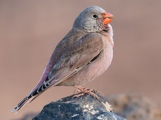 حسون بوقي (Bucanetes githagineus)