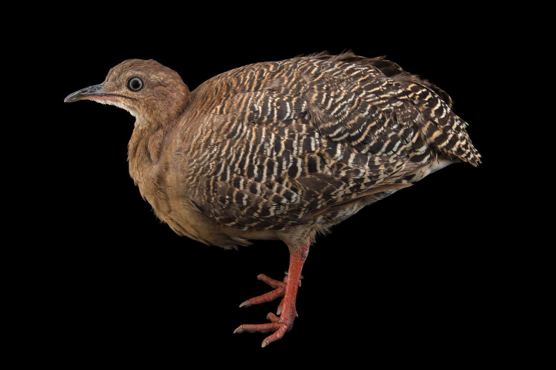 Inhambu-de-pernas-vermelhas (Crypturellus erythropus)
