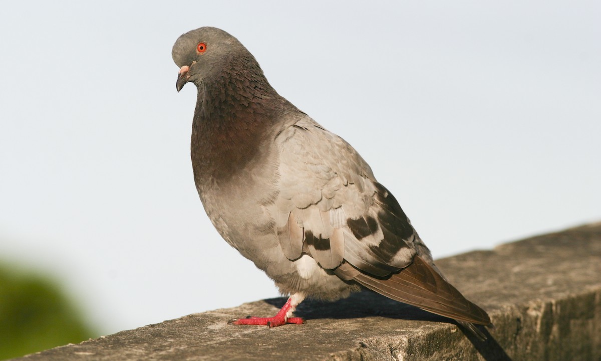 Stadttaube (Columba livia domestica)