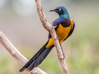 Goudborstspreeuw (Lamprotornis regius)