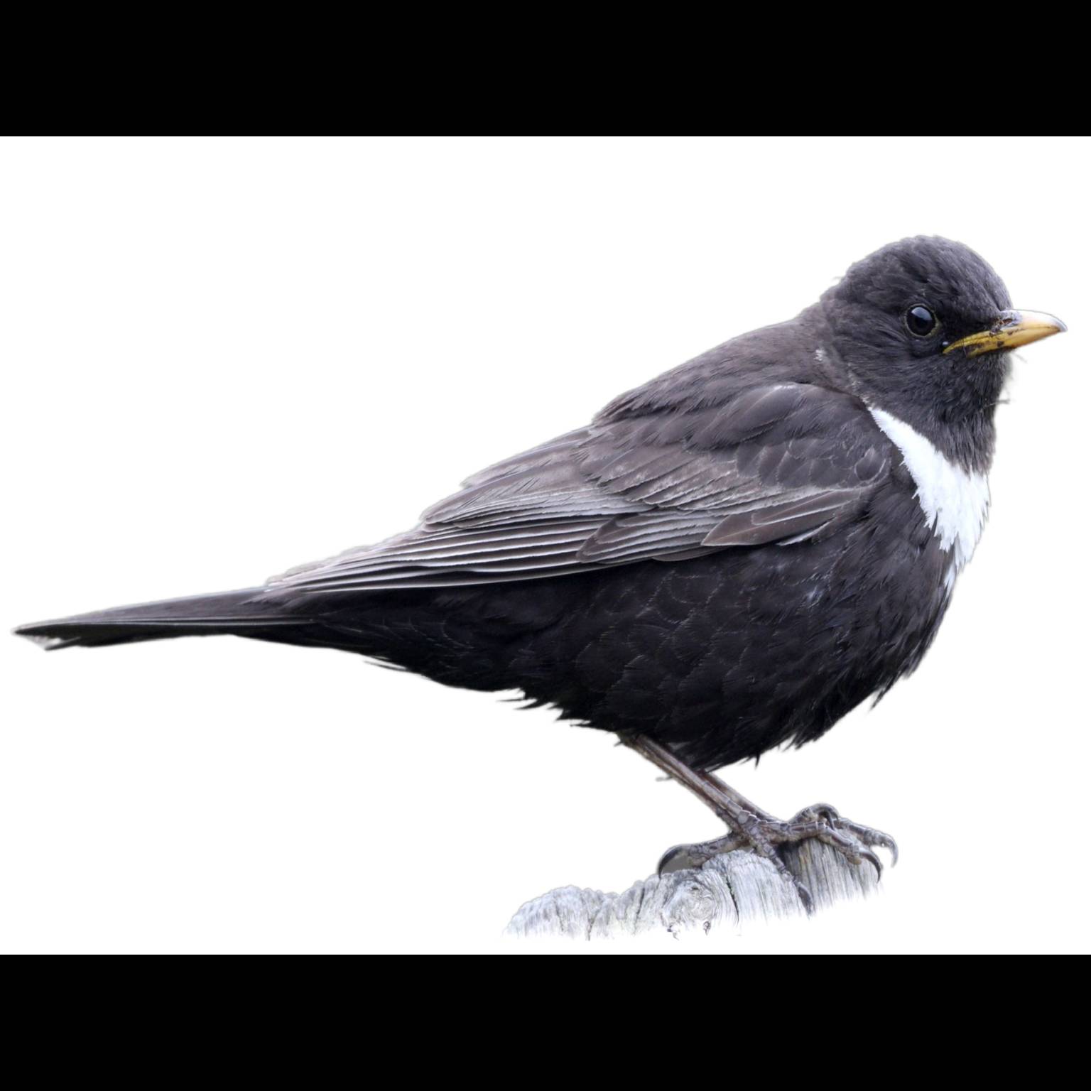 Kos horský (Turdus torquatus)