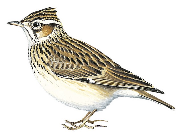 Skřivan lesní (Lullula arborea)